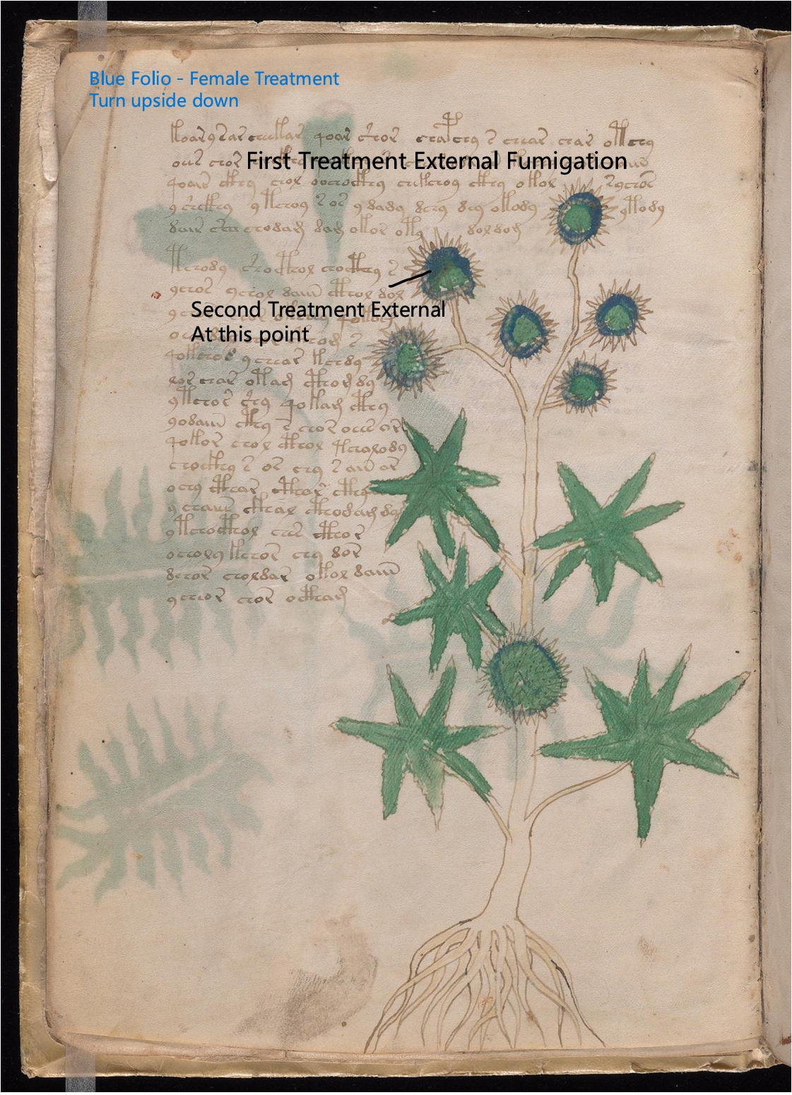 Secondary labelled diagram of Folio 6v
